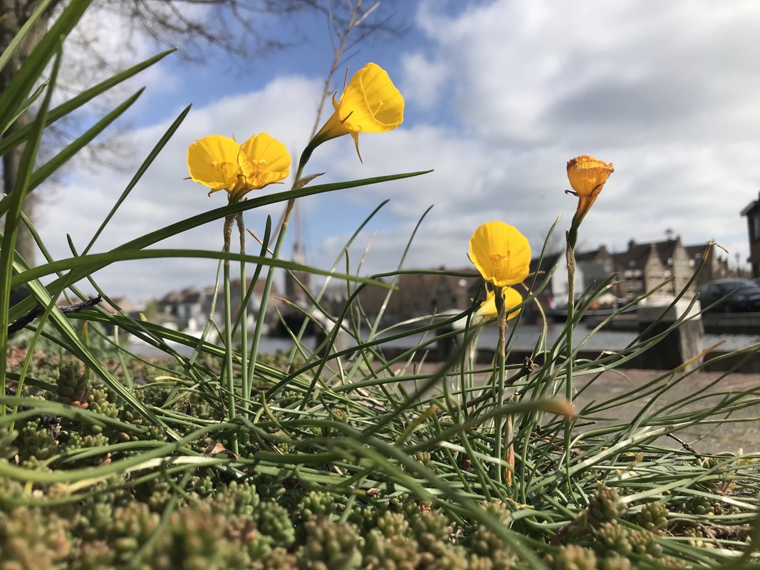 sierbloemen