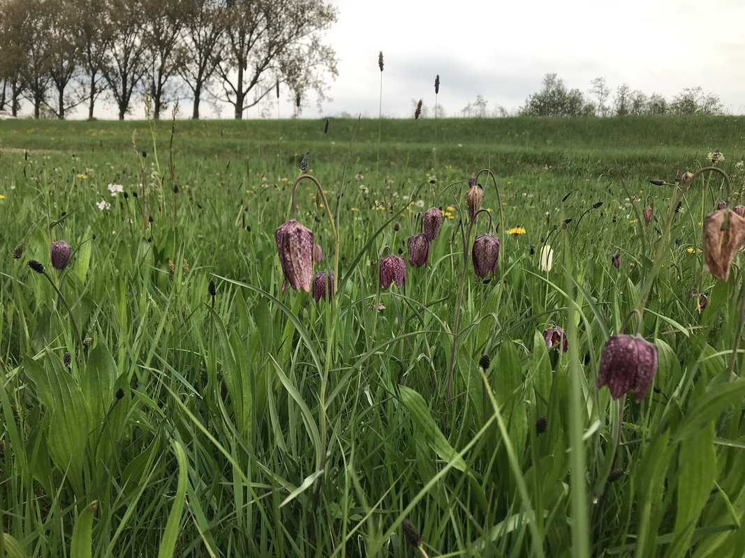kievitsbloem