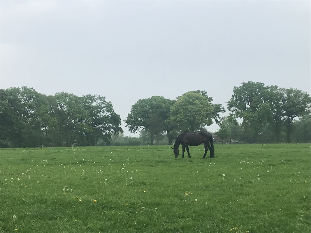 regen