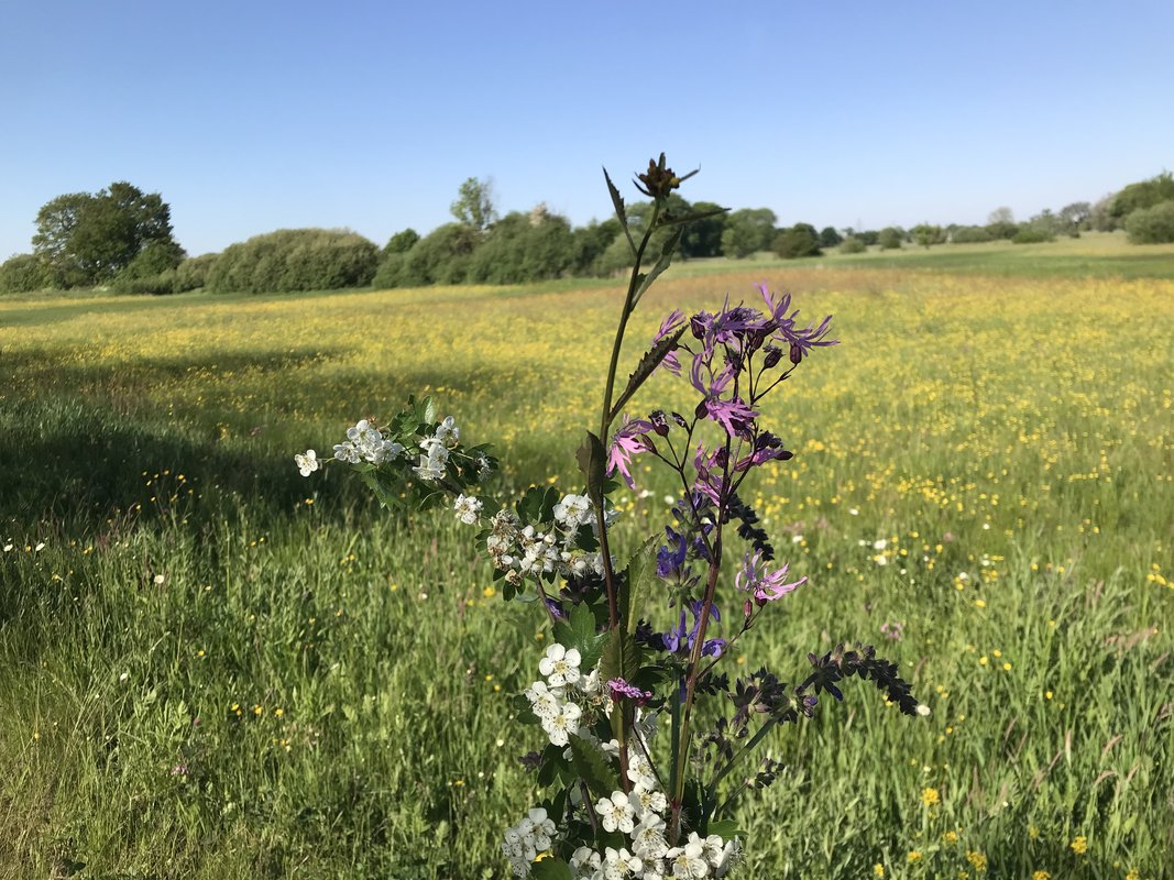 boterbloem
