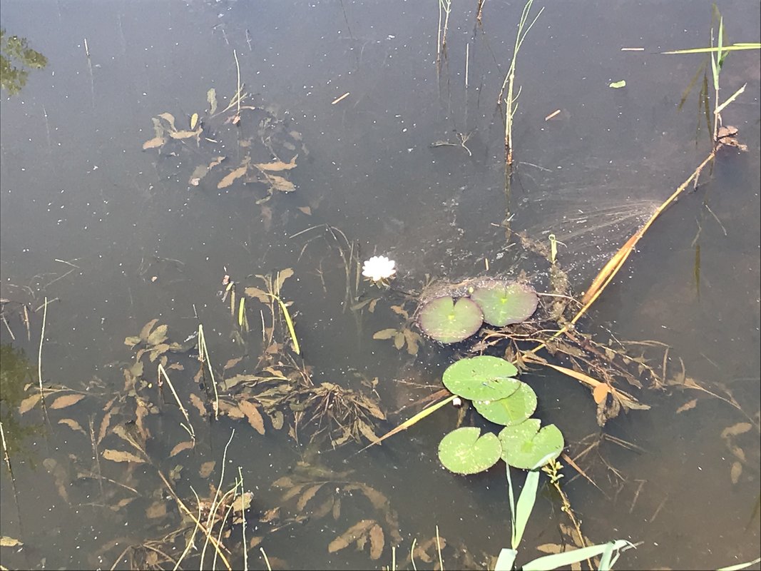 waterlelie