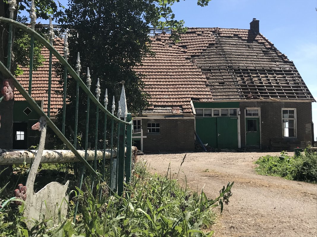 zwaan