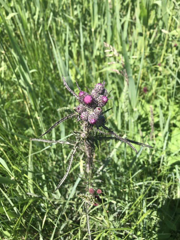 distel