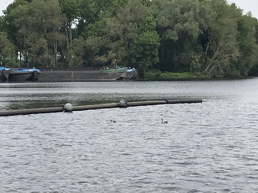 Nijlgans