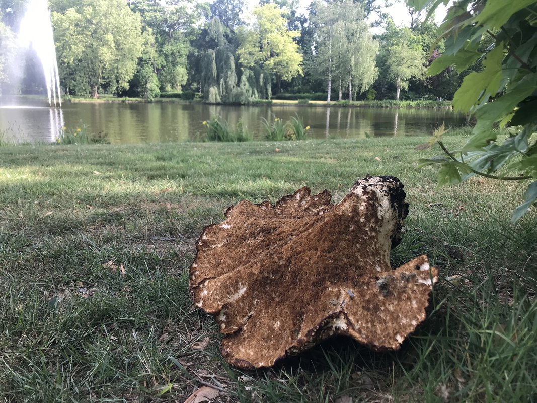 tonderzwam