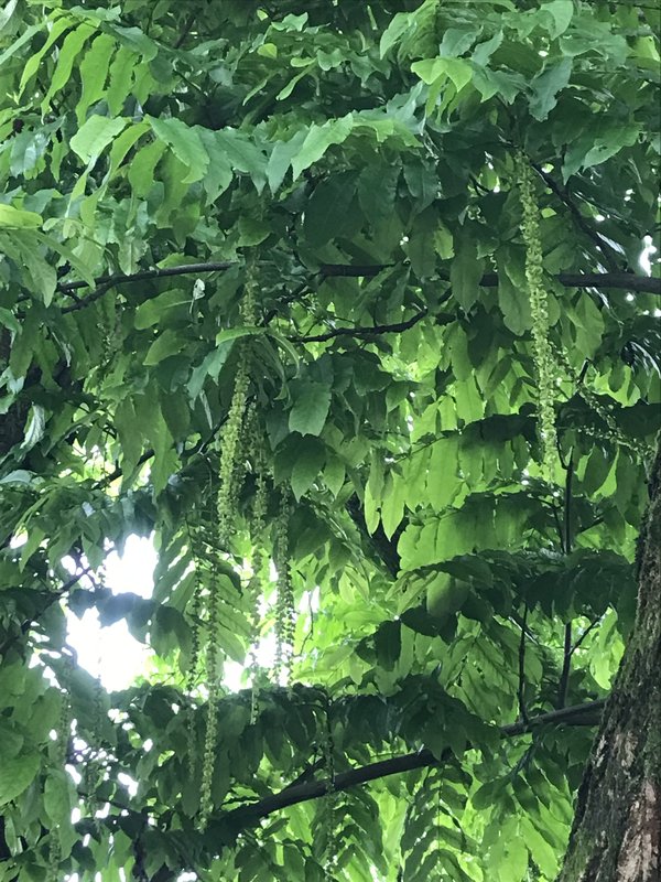 hemelboom