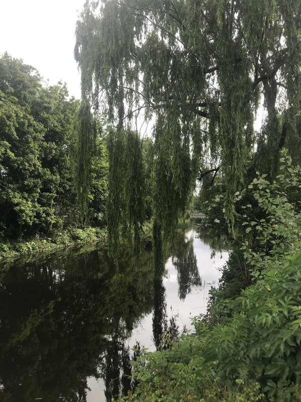 treurwilg