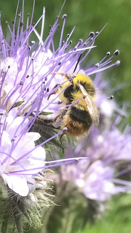 weidehommel