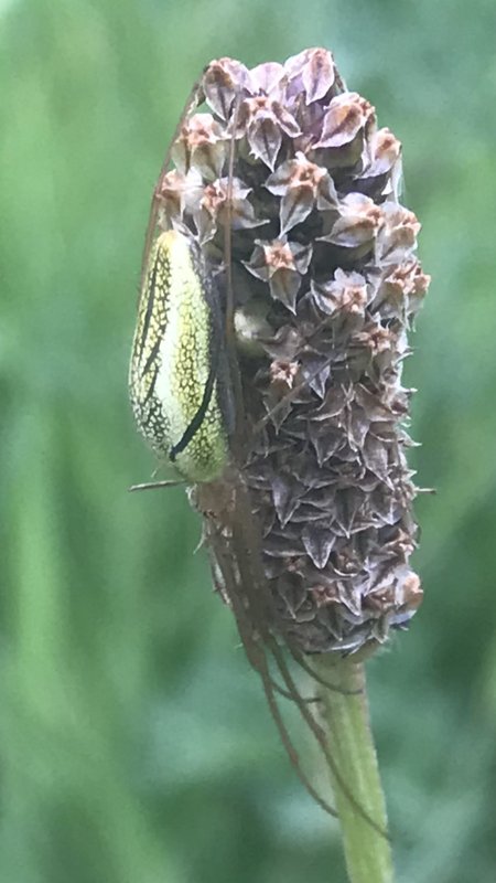 gewone strekspin