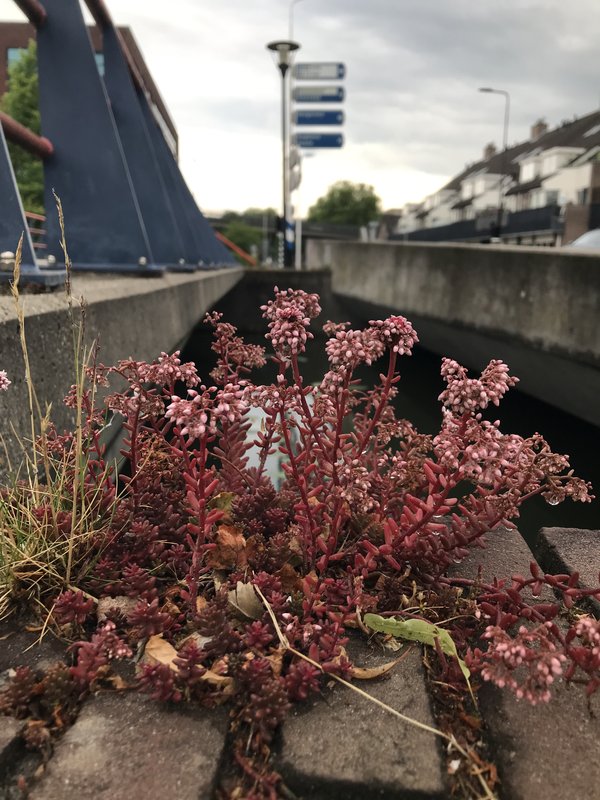roze vetkruid