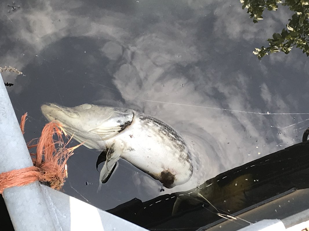 snoek