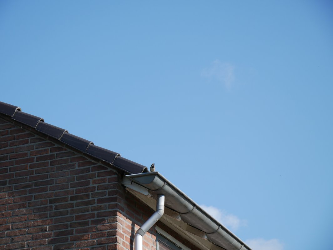 huismus