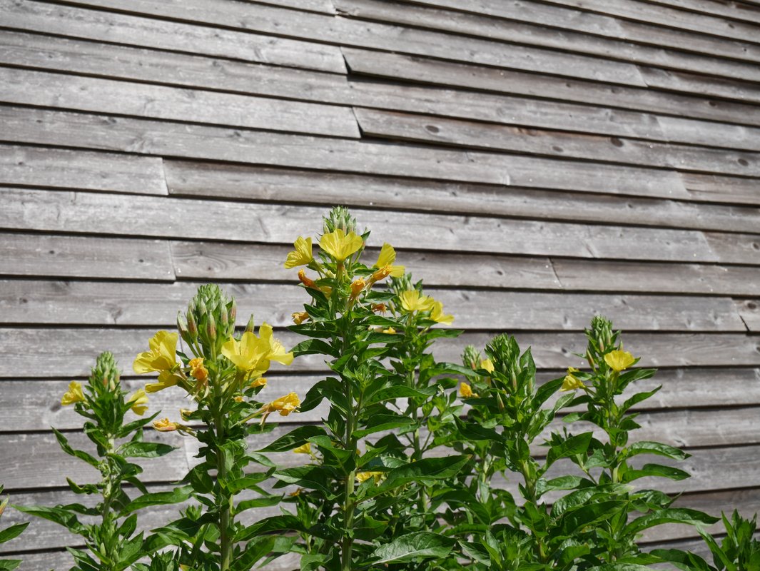 Theunisbloem