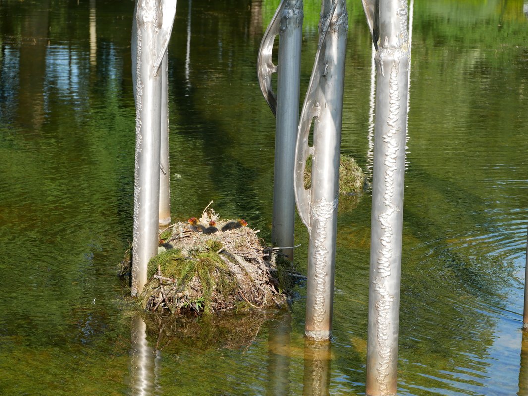 meerkoet