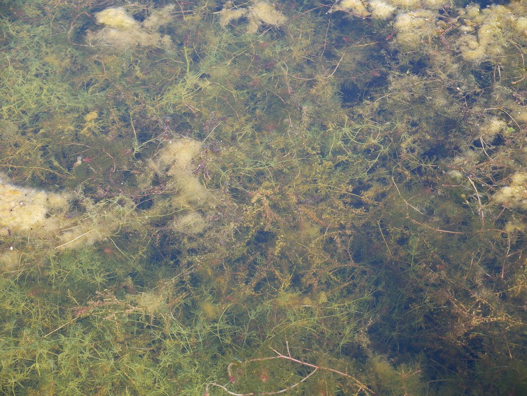 waterplant
