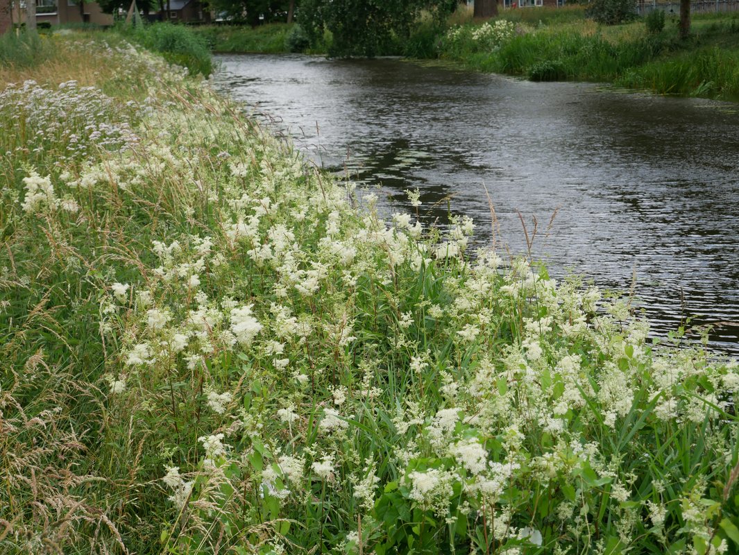 moerasspirea