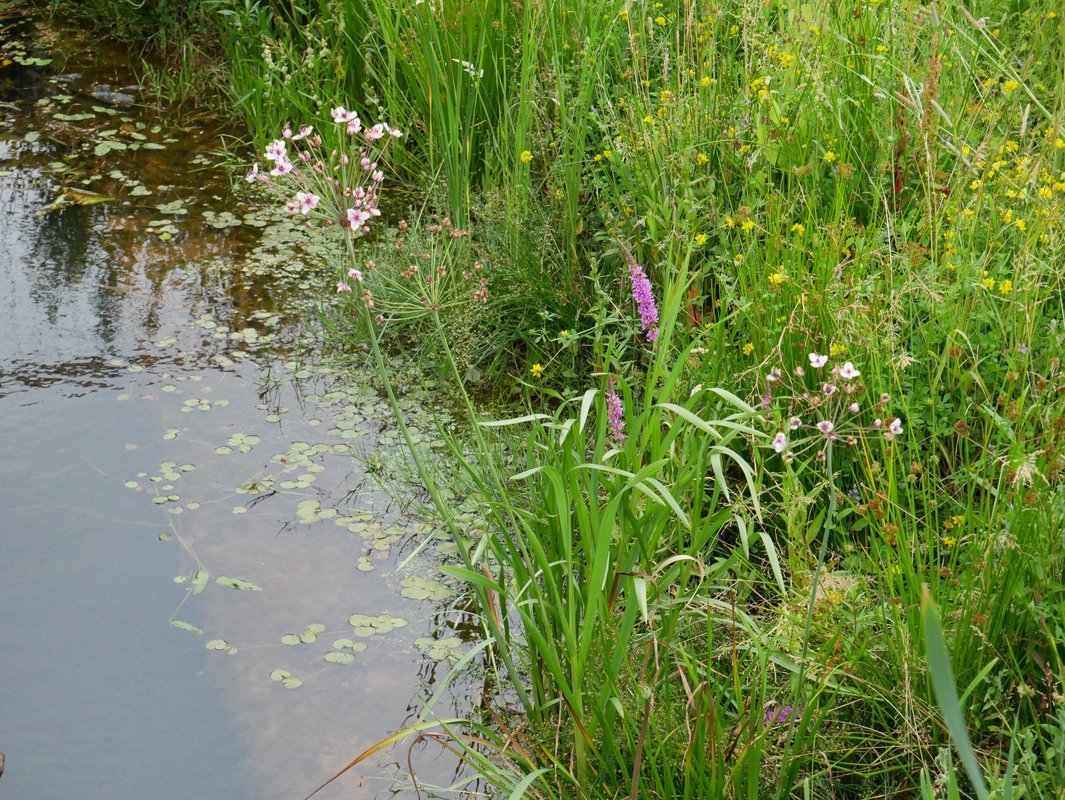 zwanenbloem