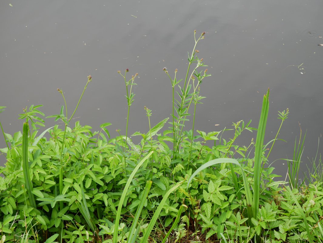 grote pimpernel