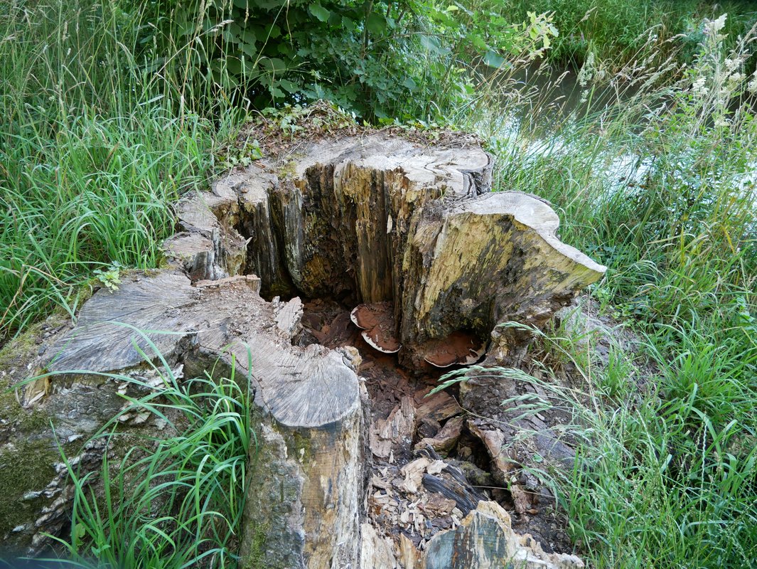 platte tonderzwam