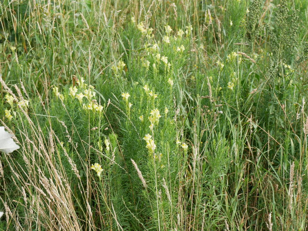 vlasleeuwenbek