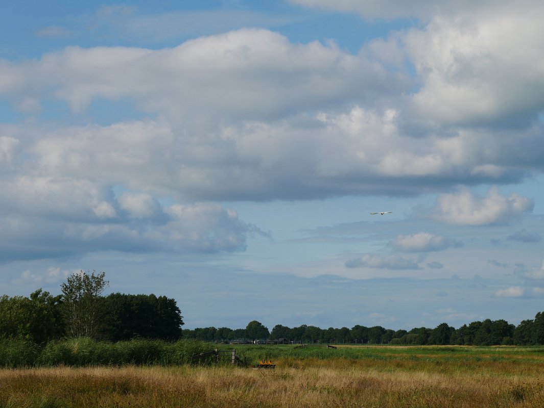 koereiger