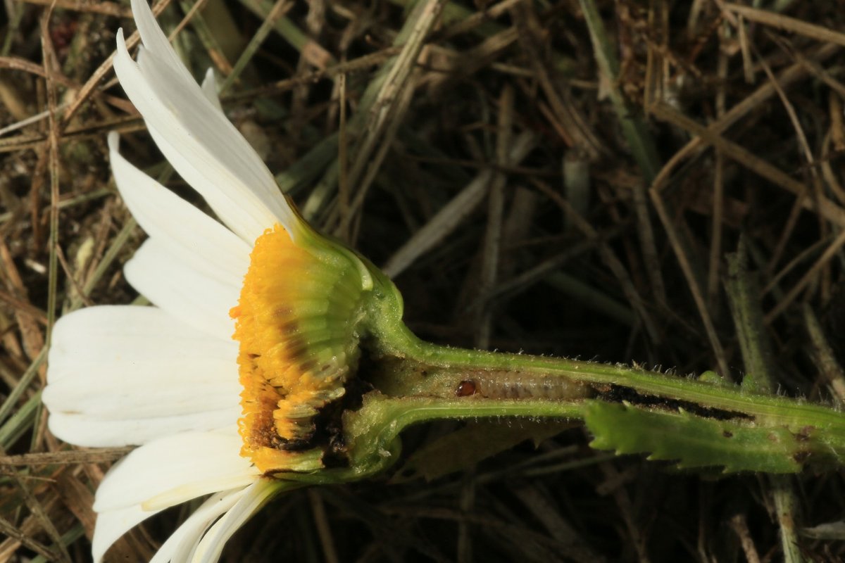 margrietboorvlieg