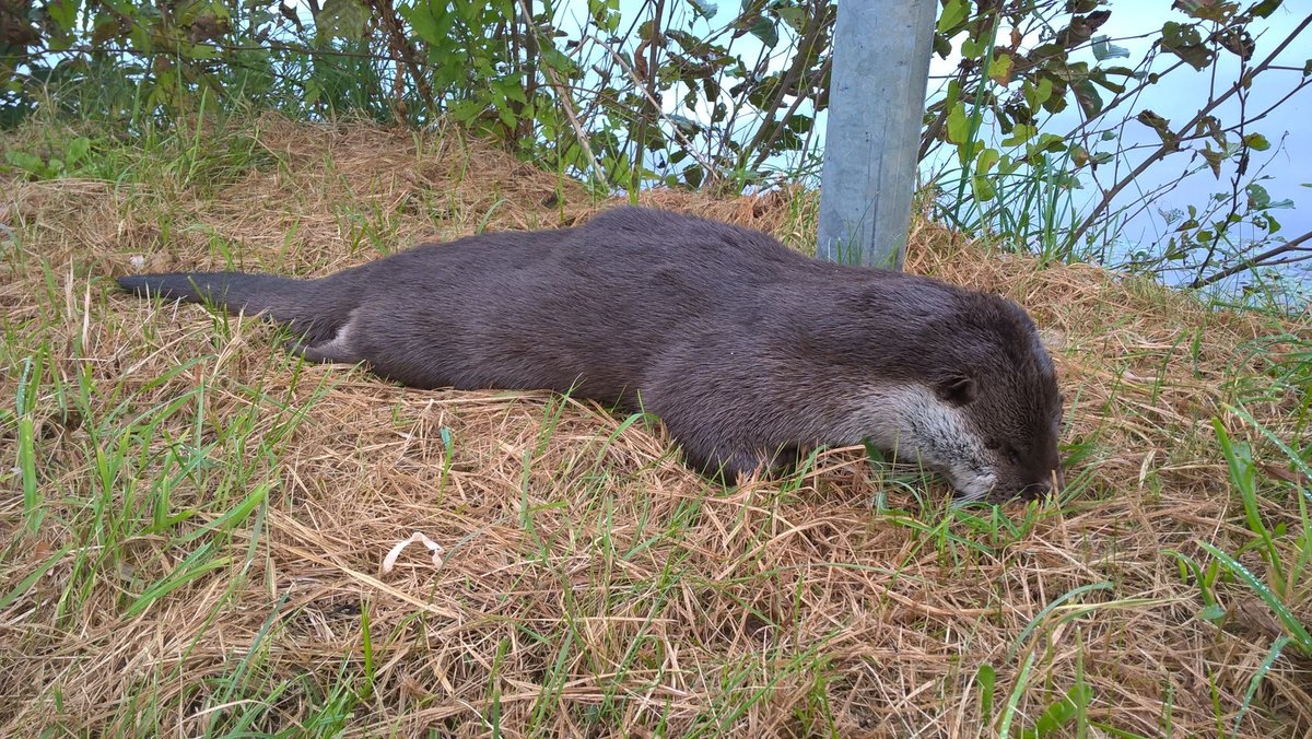 otter