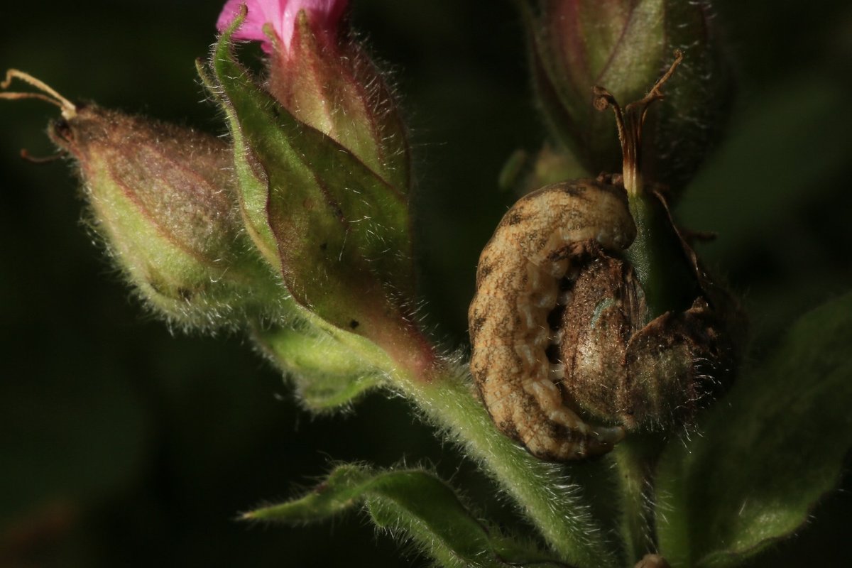 gewone silene-uil