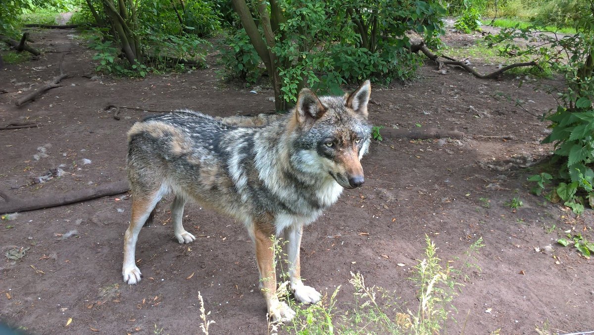wolf